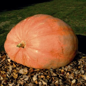 http://www.freesamples.co.uk/wp-content/uploads/2012/04/Free-Packet-of-Giant-Pumpkin-Seeds-300x300.jpg