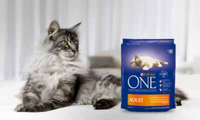 Free Purina ONE Dry for Adult Cat Food