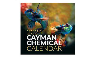 Free 2024 Wall Calendar