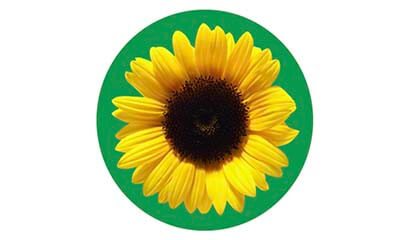 Free Sunflower Car Magnet