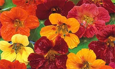 Free Flower & Vegetable Seeds (5 Packets)